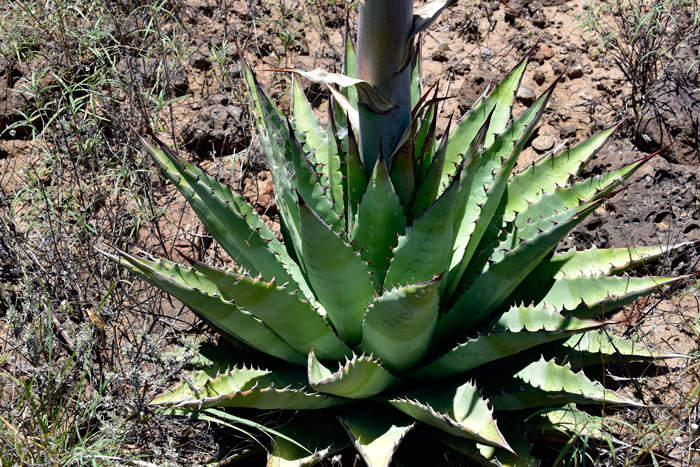 Goldenflower Century Plants are rare in the United States where they are known only from central and southern Arizona. They grow in elevations from 3,000 to 7,000 feet. Agave chrysantha